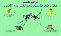 خطر پشه آئدس جدی است!!!